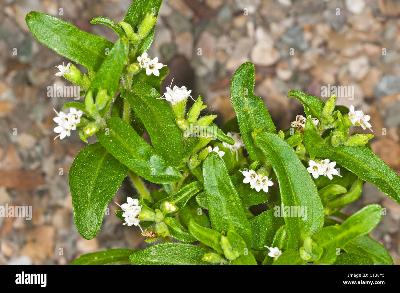 Le Stevia rebaudiana le soutien de fines herbes pour le sucre Banque D'Images