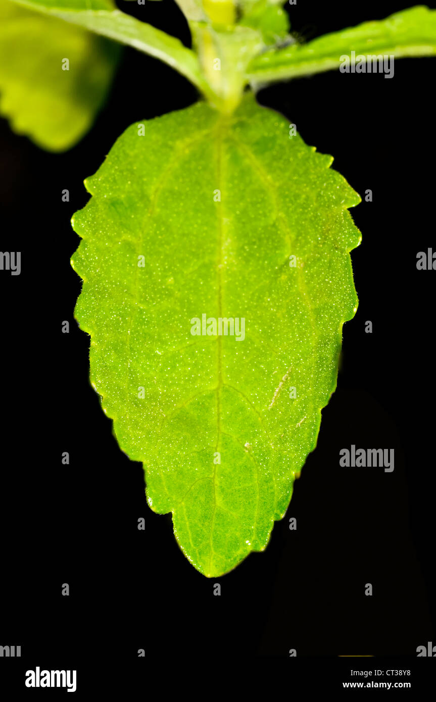 Le Stevia rebaudiana le soutien de fines herbes pour le sucre Banque D'Images