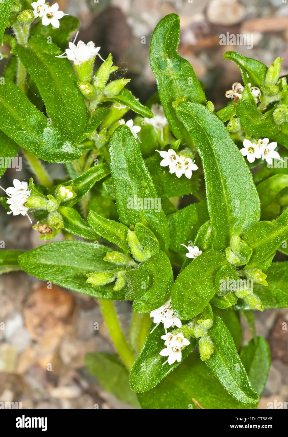 Le Stevia rebaudiana le soutien de fines herbes pour le sucre Banque D'Images