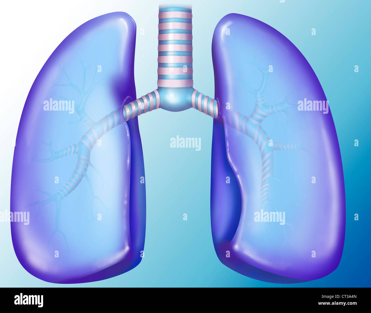 POUMON, DESSIN Banque D'Images