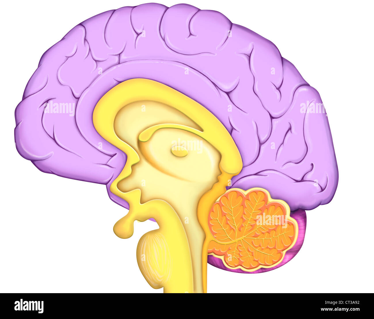 CERVEAU, DESSIN Banque D'Images