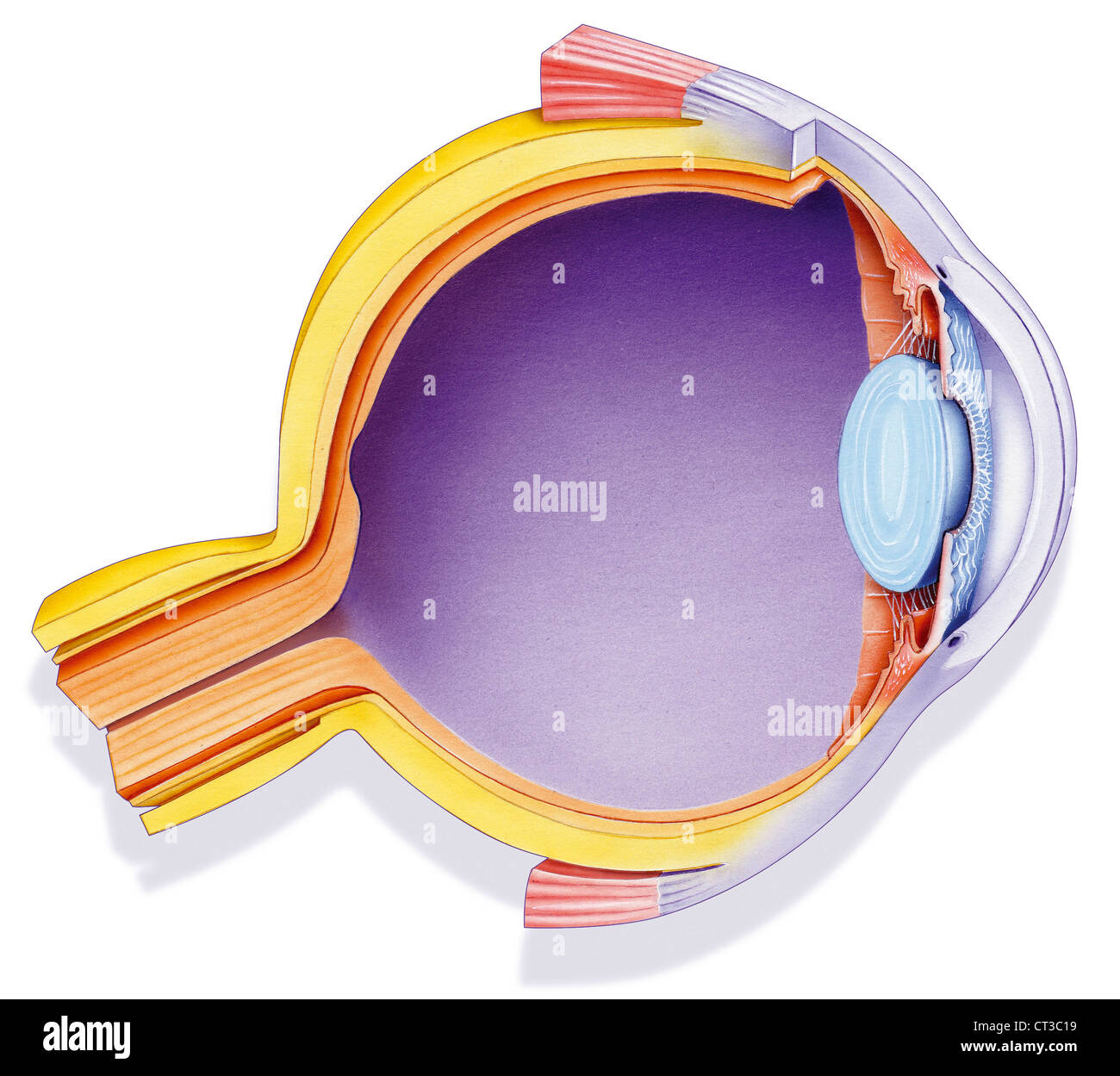 OEIL, DESSIN Banque D'Images