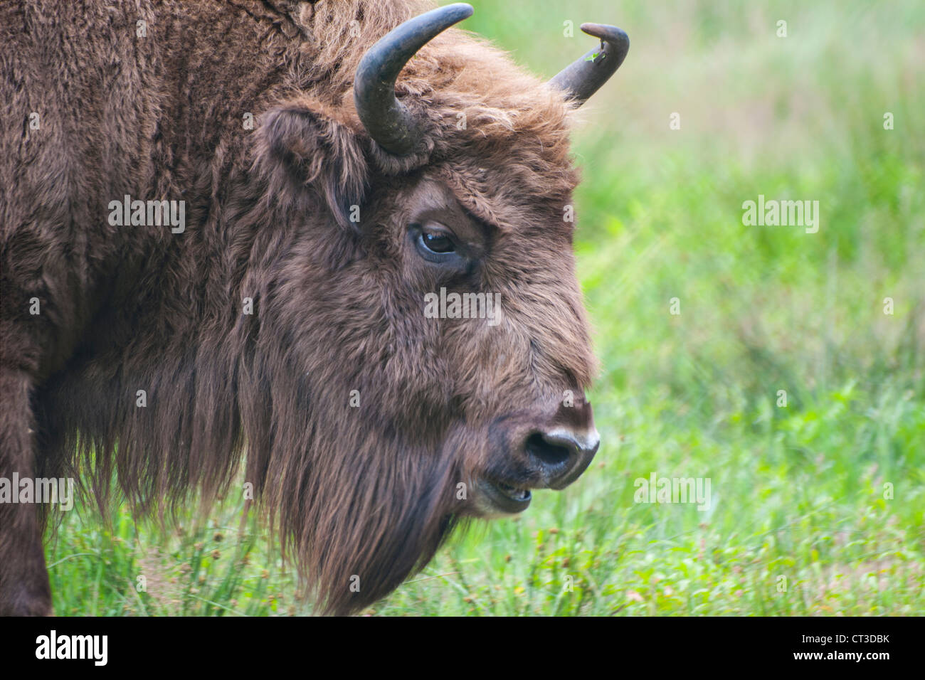 Head shot of rare bison d'Europe (Bison bonasus) sur fond de champ d'herbe Banque D'Images