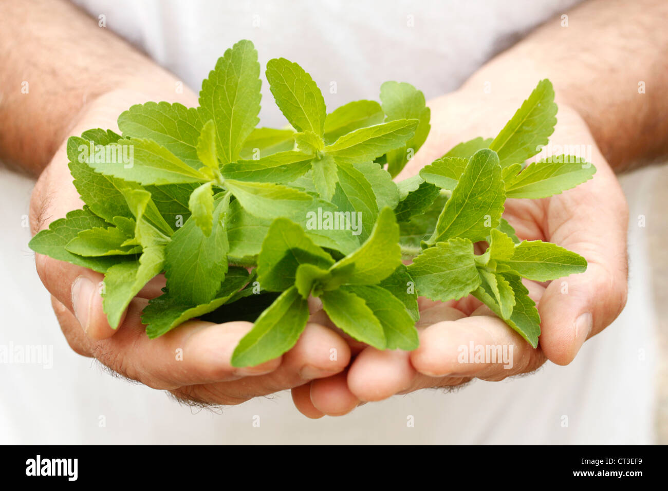 Sweet herb Stevia rebaudiana Banque D'Images