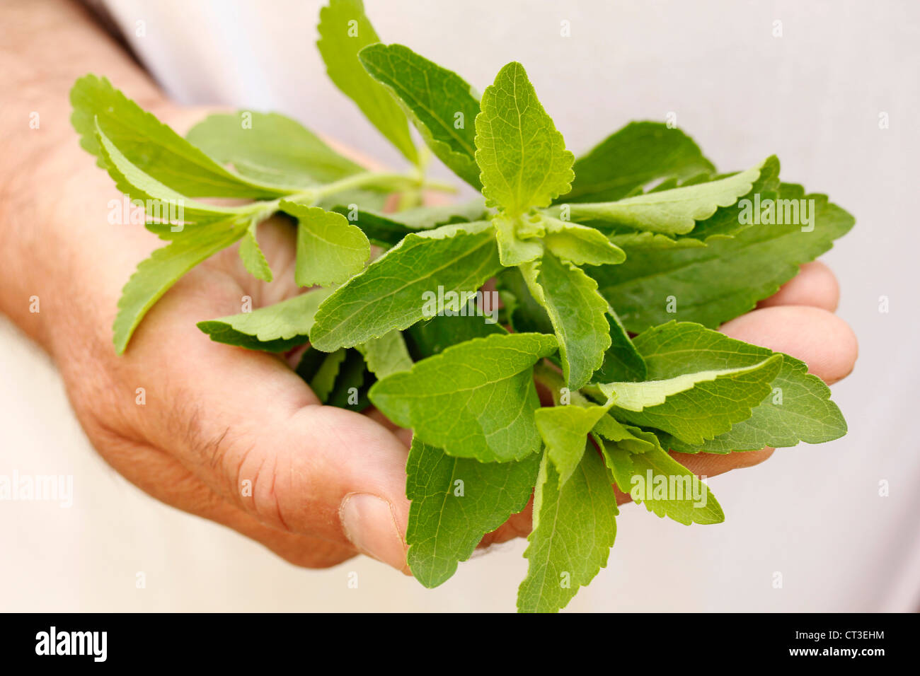 Sweet herb Stevia rebaudiana Banque D'Images