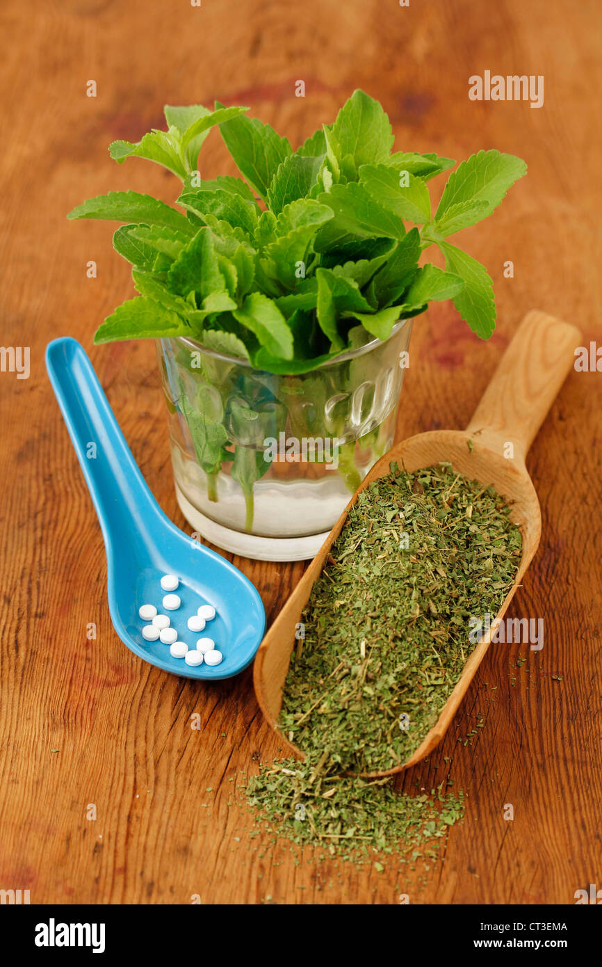 Sweet herb Stevia rebaudiana Banque D'Images