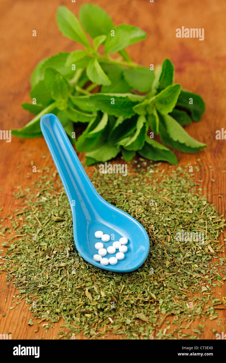 Sweet herb Stevia rebaudiana Banque D'Images