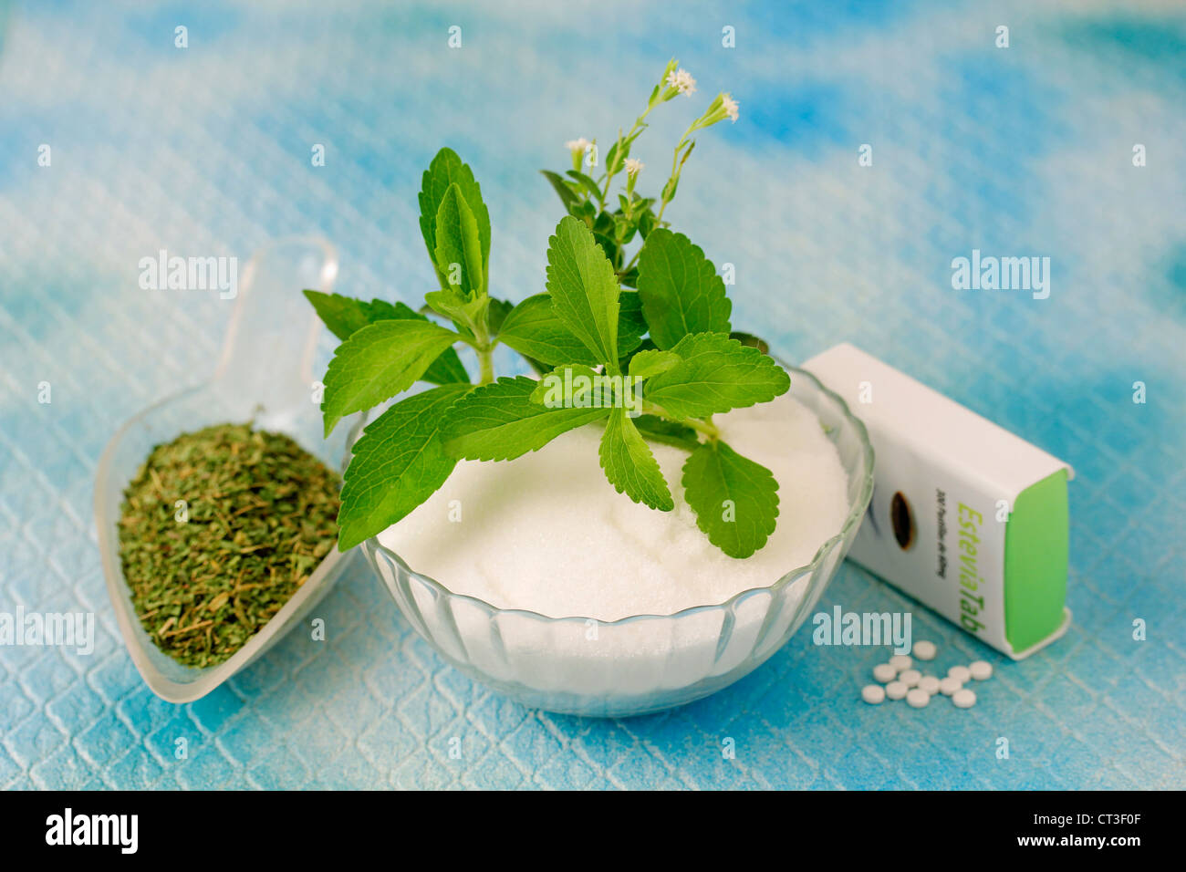 Sweet herb Stevia rebaudiana Banque D'Images