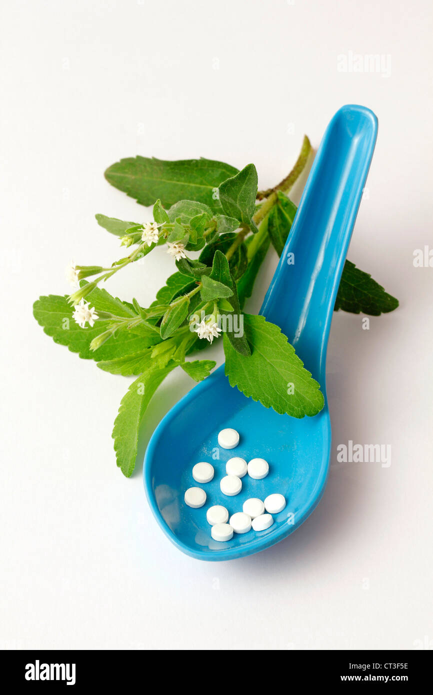 Sweet herb Stevia rebaudiana Banque D'Images