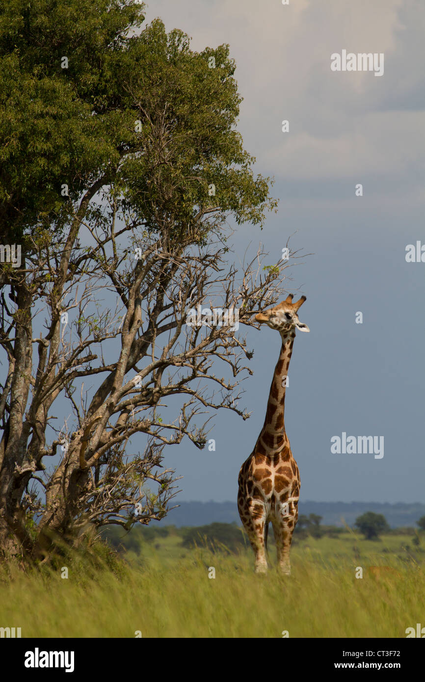 Rothschild Girafe (Giraffa camelopardalis rothschildi), Murchison Falls National Park, de l'Ouganda Banque D'Images