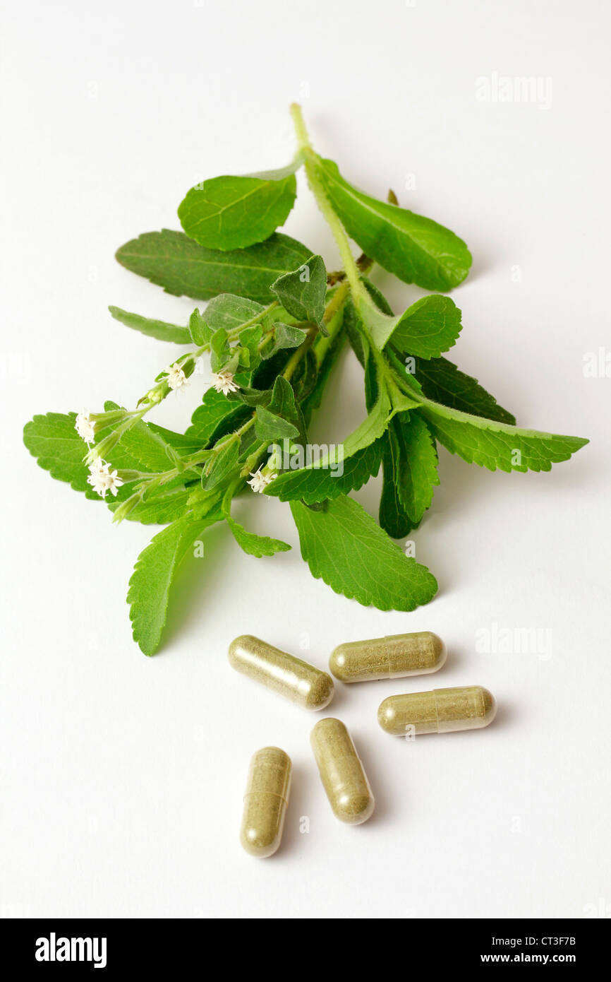 Sweet herb Stevia rebaudiana Banque D'Images