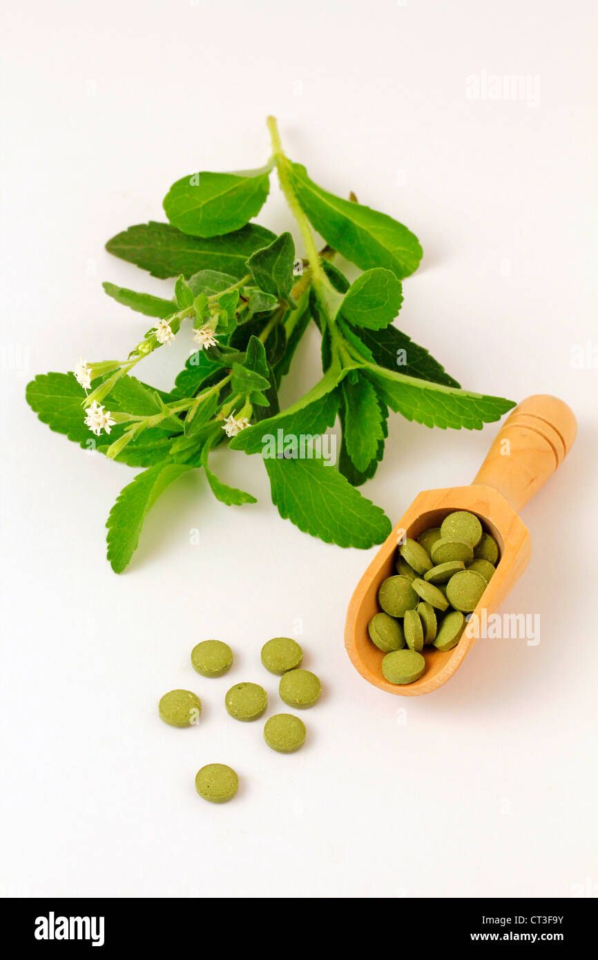 Sweet herb Stevia rebaudiana Banque D'Images