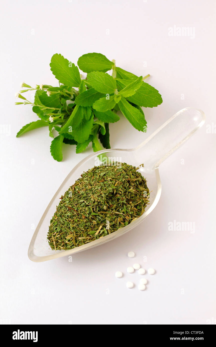 Sweet herb Stevia rebaudiana Banque D'Images