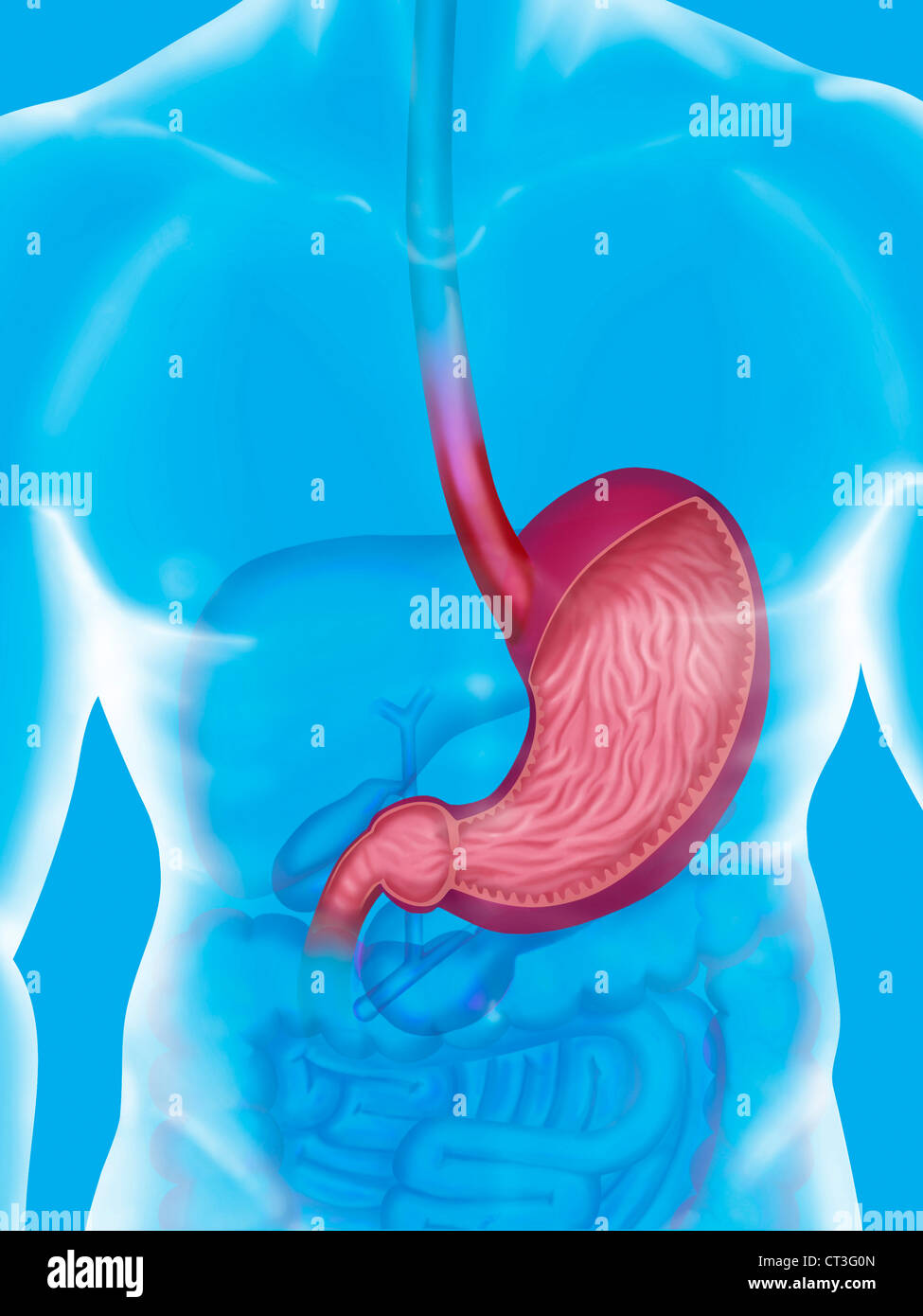 L'ESTOMAC, dimensions Banque D'Images