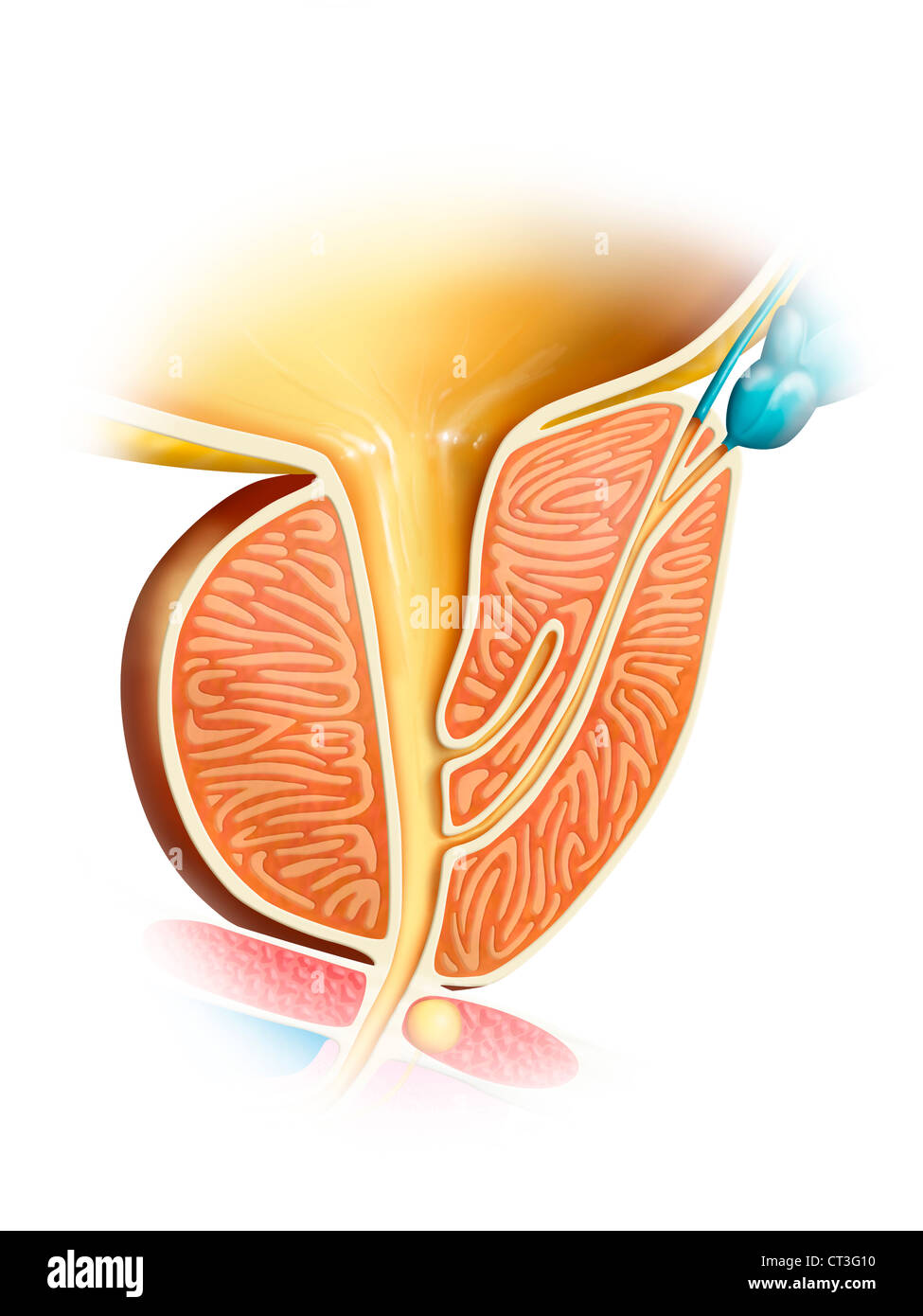 La prostate, dimensions Banque D'Images