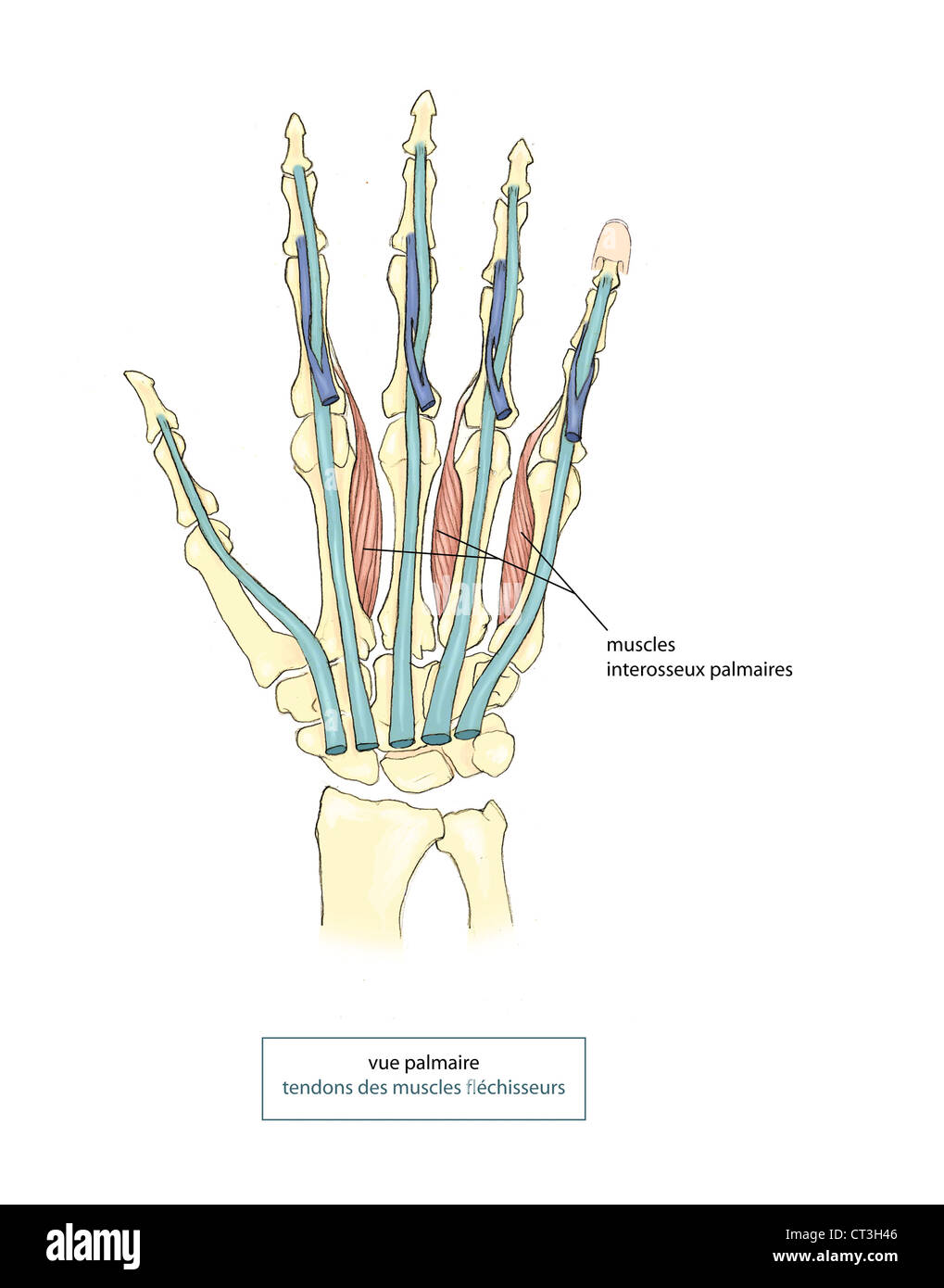 Part, ILLUSTRATION Banque D'Images