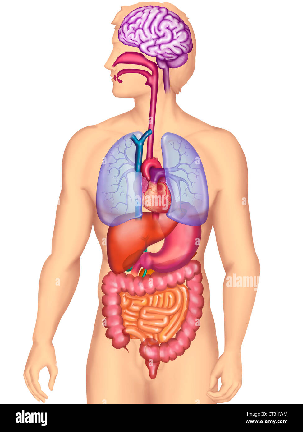 ANATOMIE, TRONC Banque D'Images