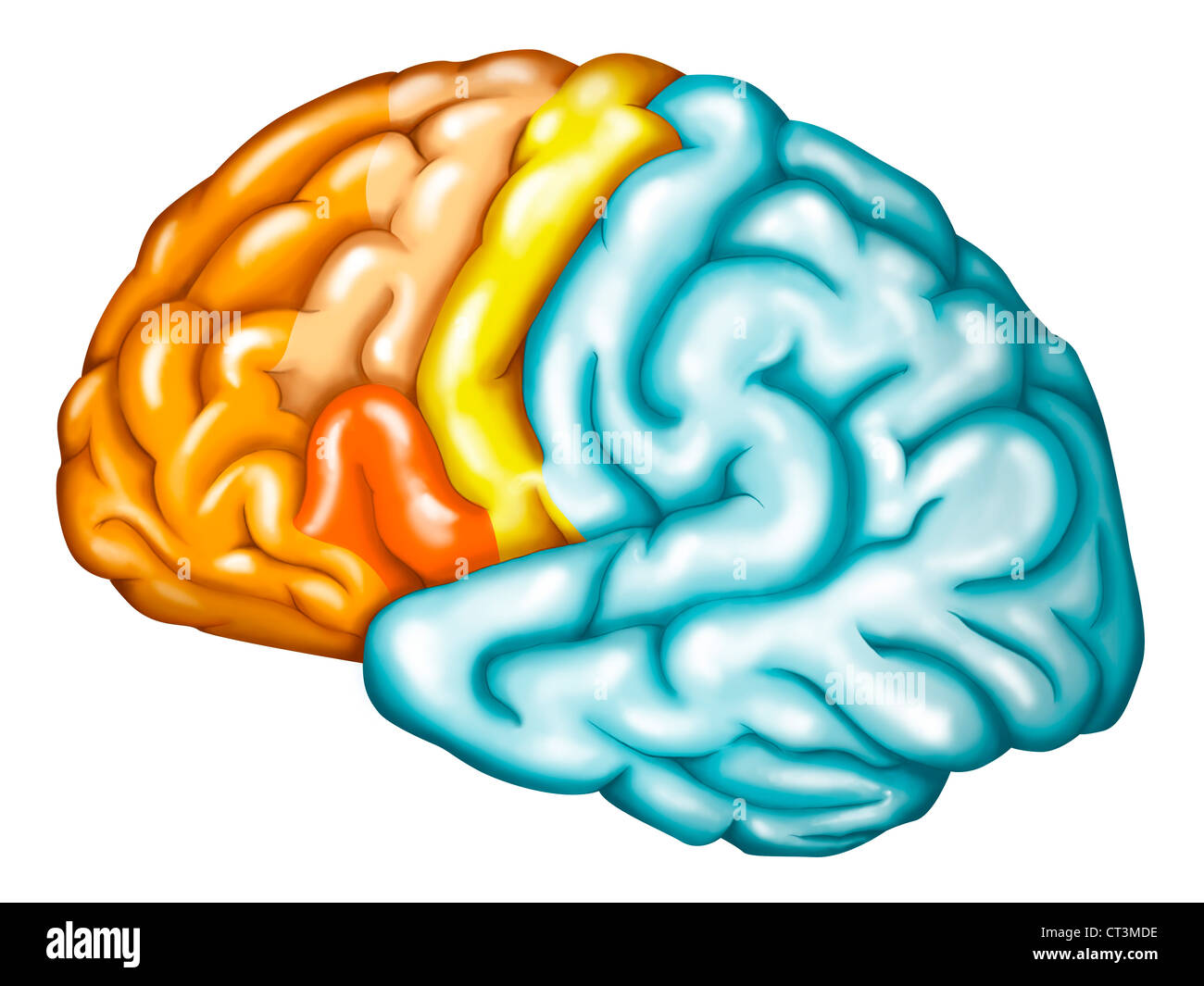 LOBE CÉRÉBRAL Banque D'Images