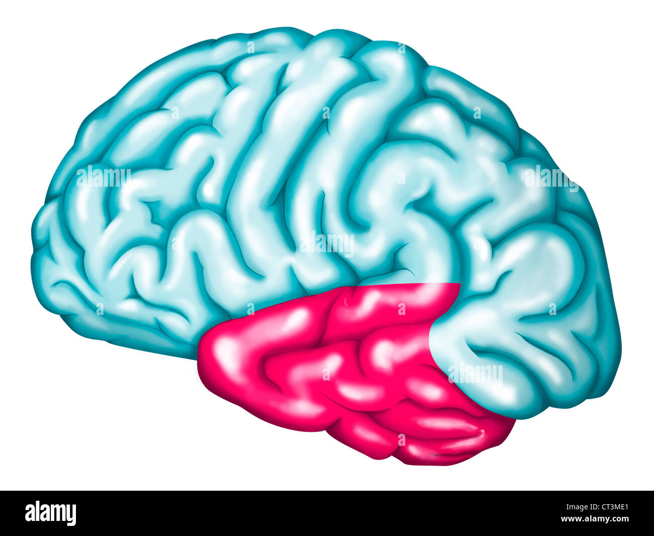 LOBE CÉRÉBRAL Banque D'Images
