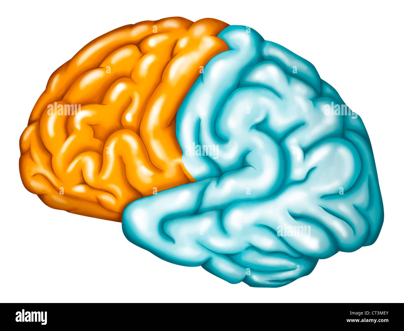 LOBE CÉRÉBRAL Banque D'Images