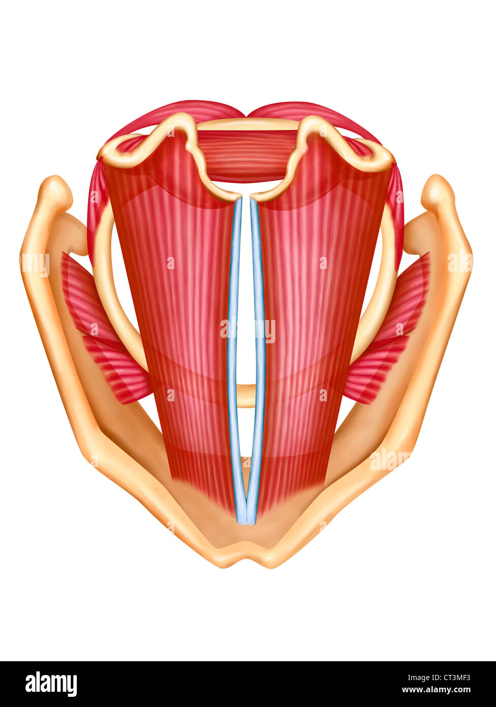 Dessin, corde vocale Banque D'Images