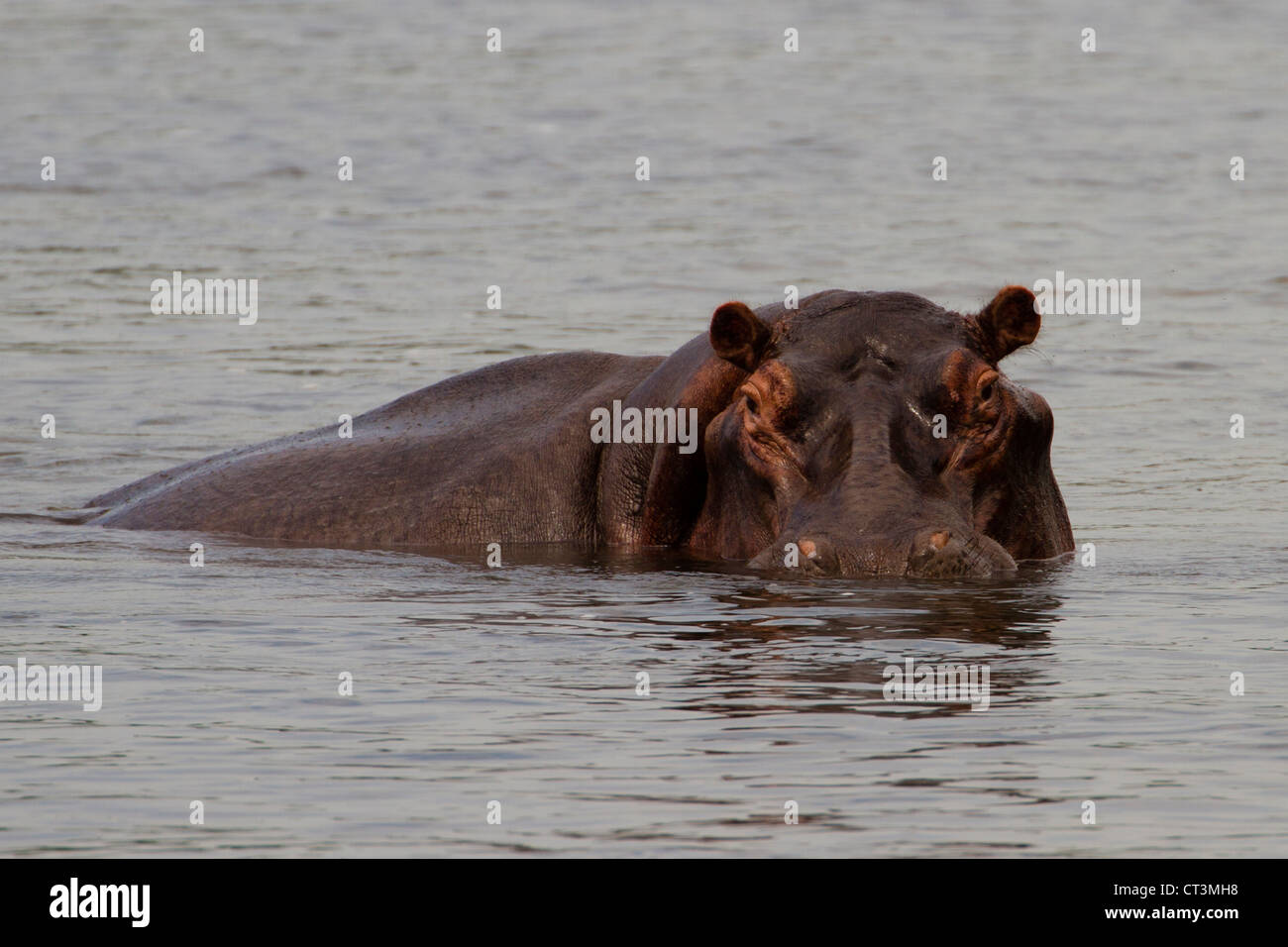Hippopotame (Hippopotamus amphibius), Nil, Ouganda Banque D'Images