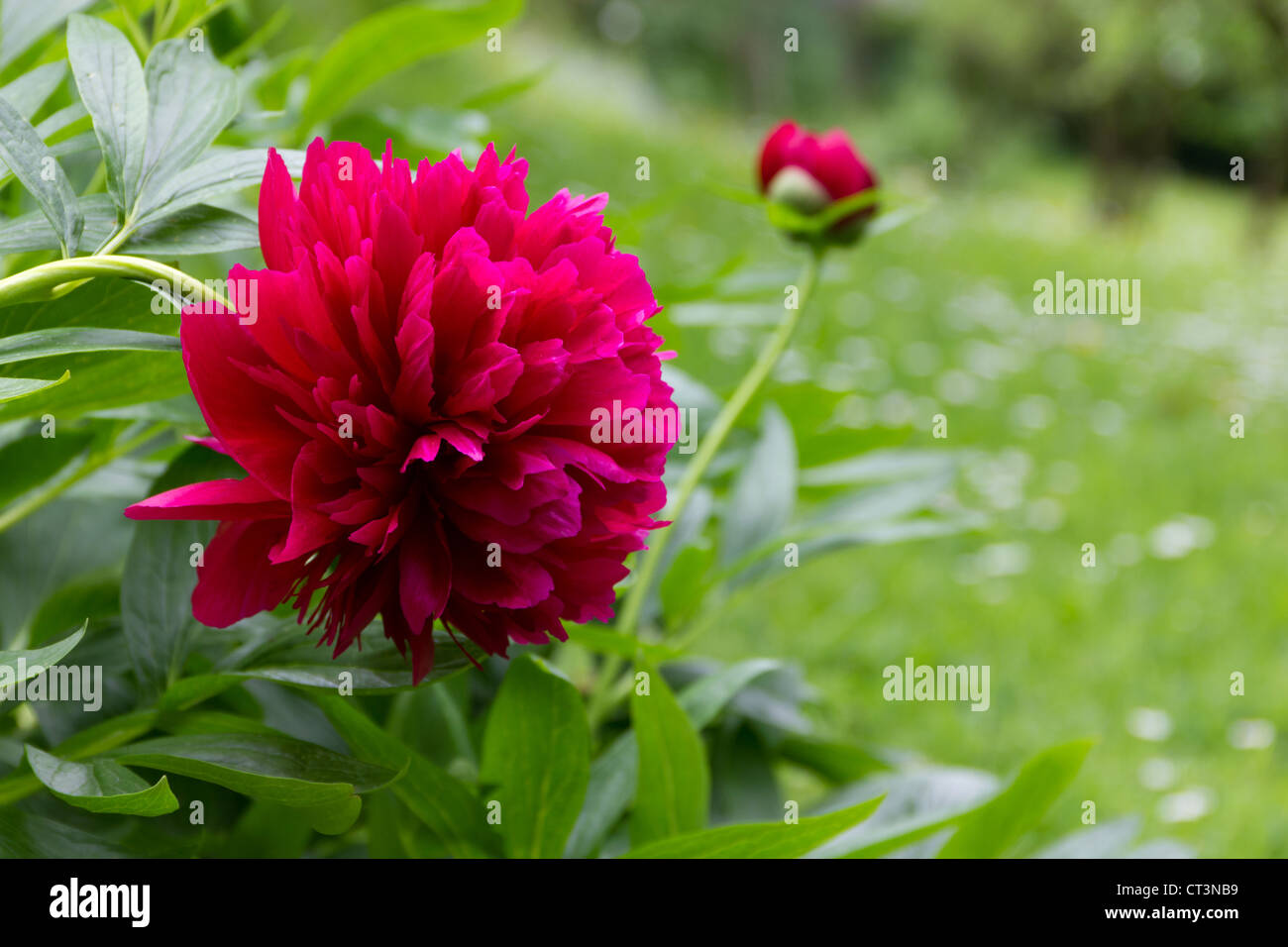 Fleur de pivoine rouge vif Banque D'Images