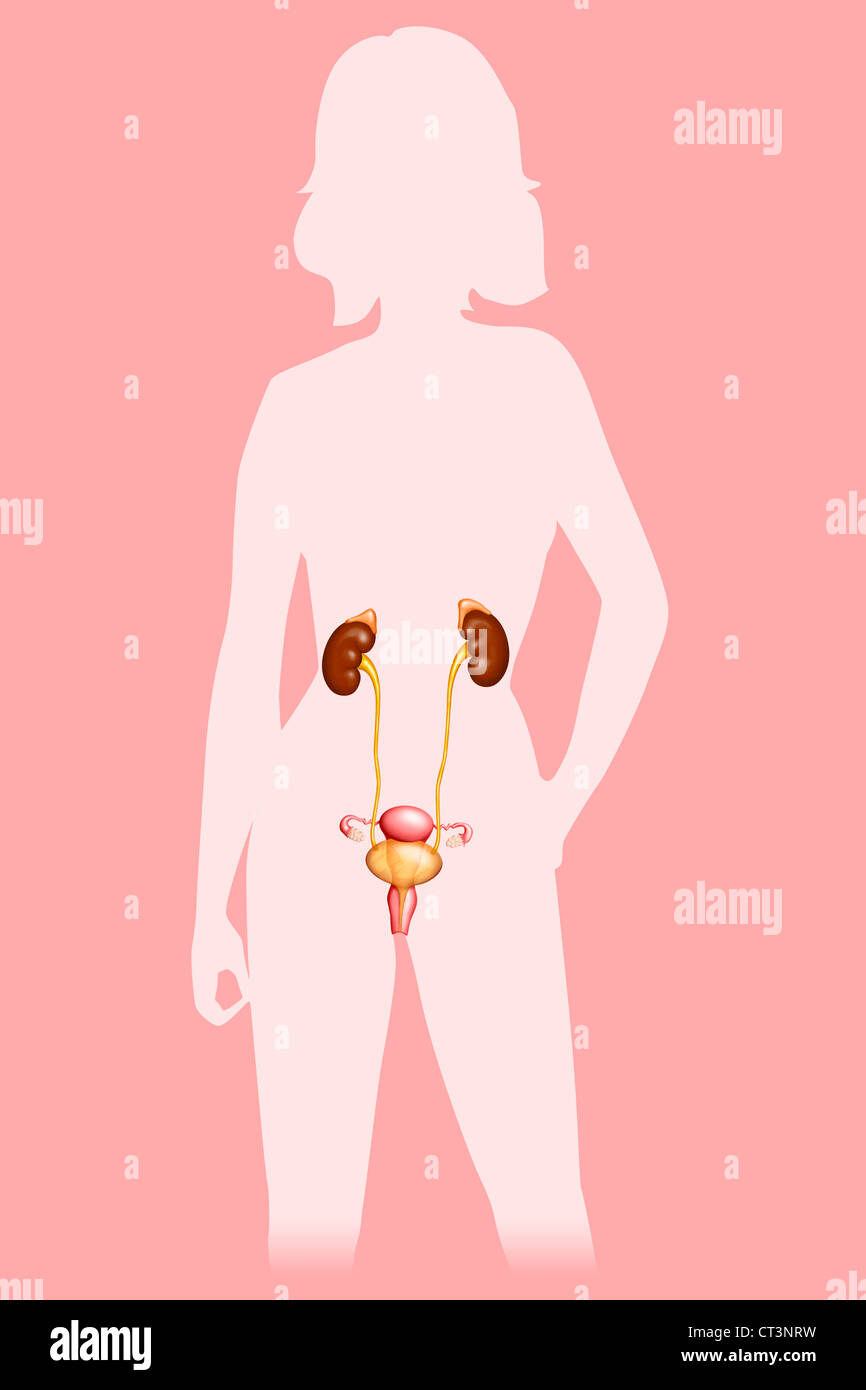 L'appareil génito-urinaire féminin Banque D'Images