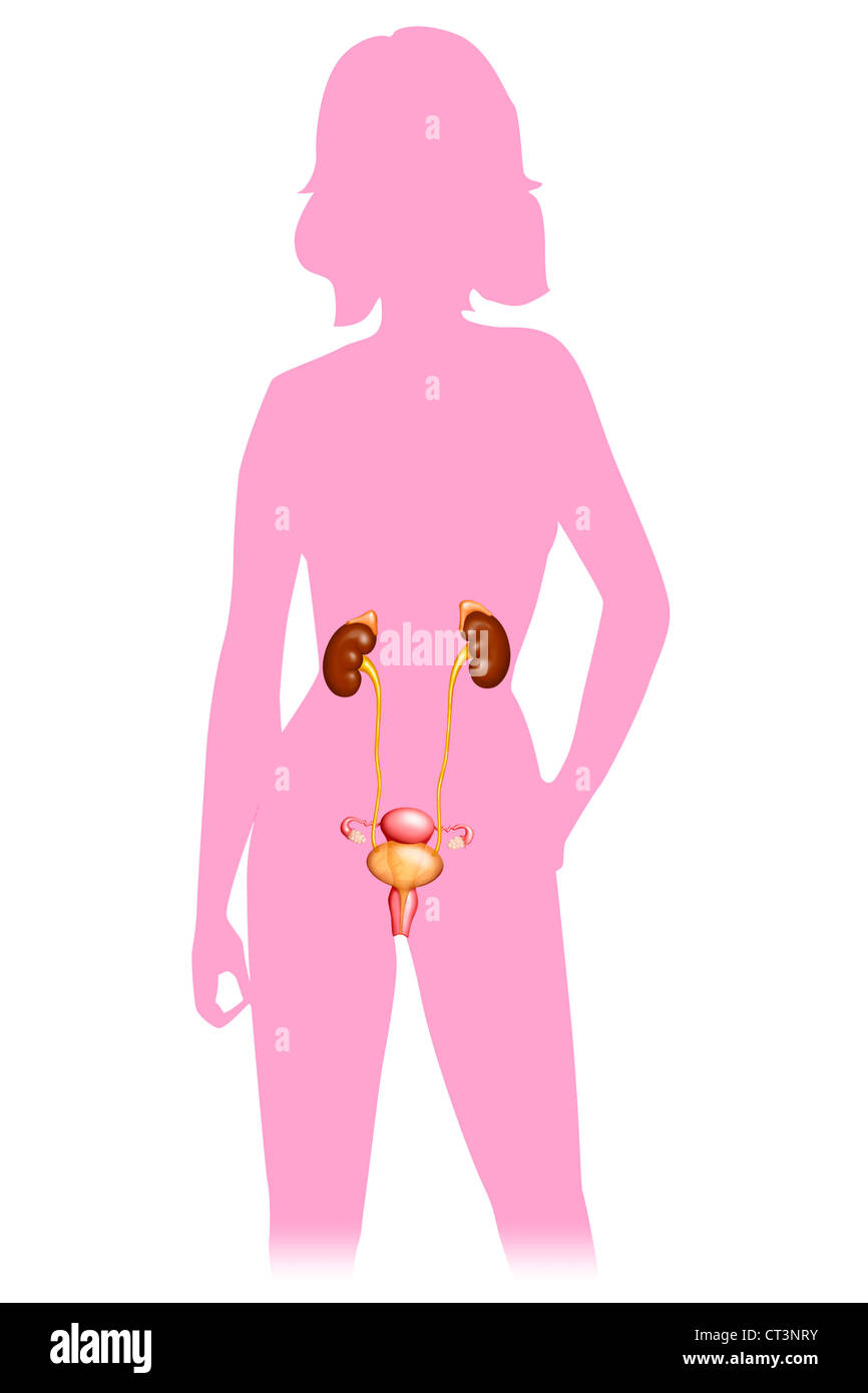 L'appareil génito-urinaire féminin Banque D'Images