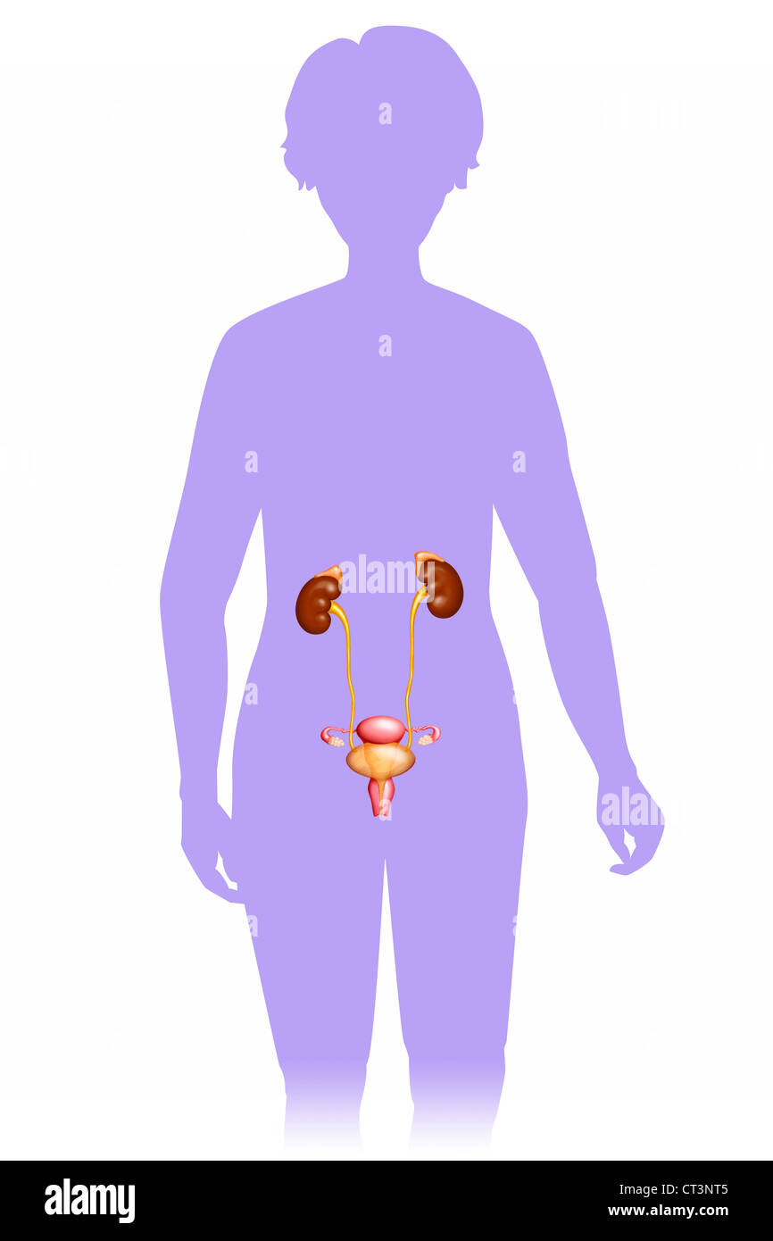 L'appareil génito-urinaire féminin Banque D'Images