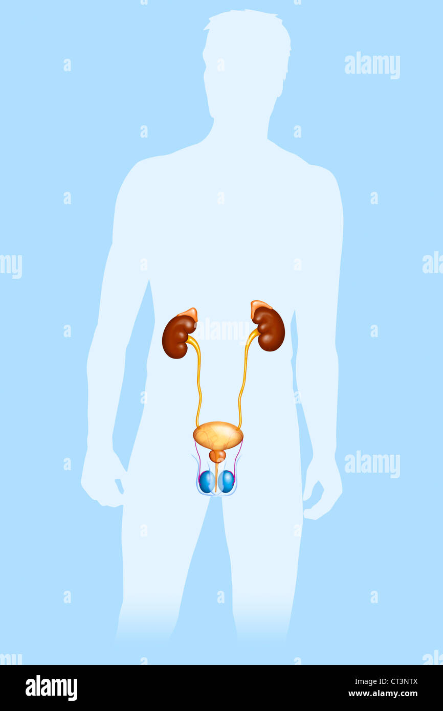 L'APPAREIL GÉNITO-URINAIRE masculin Banque D'Images