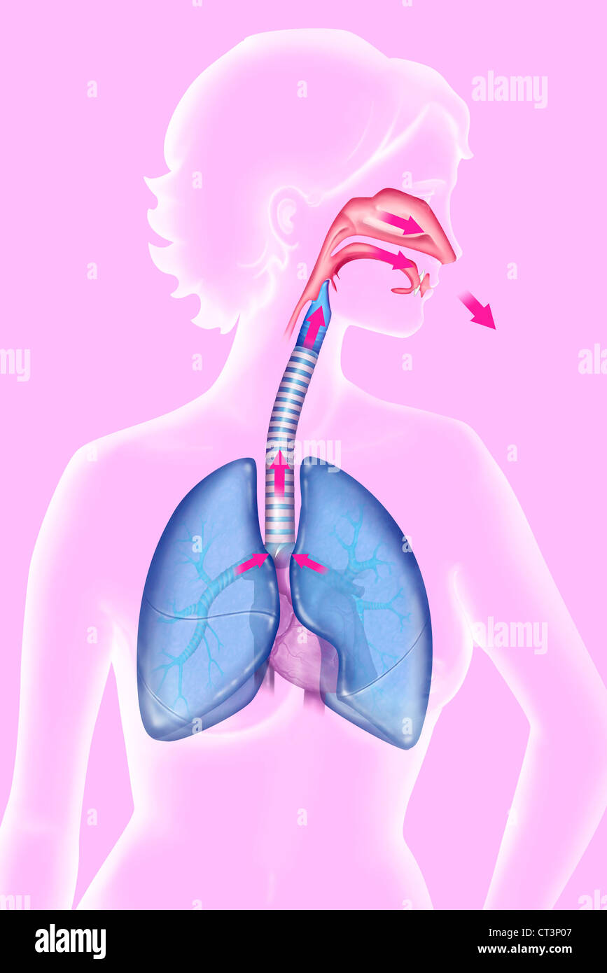 La respiration, ILLUSTRATION Banque D'Images