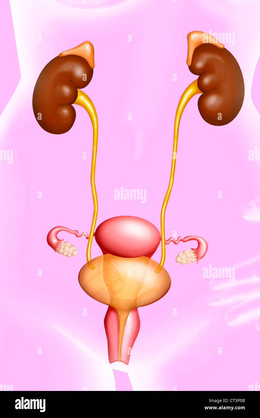 L'appareil génito-urinaire féminin Banque D'Images