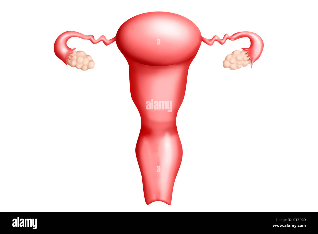 Organes génitaux féminins, dessin Banque D'Images