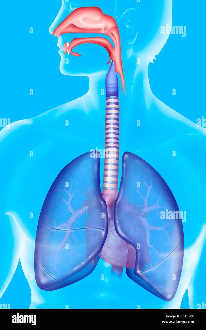 Voies respiratoires, dessin Banque D'Images