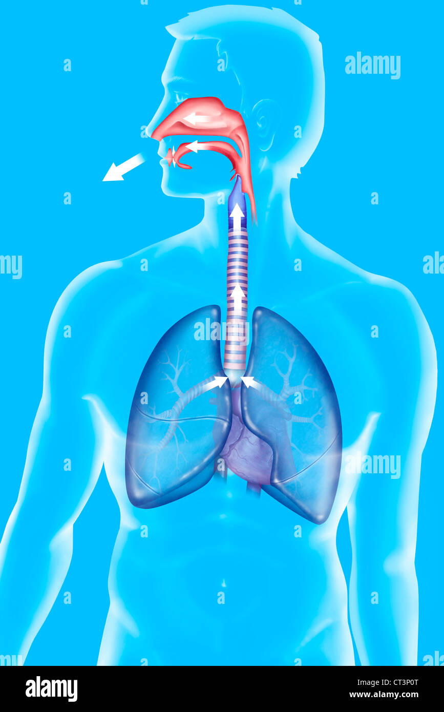 La respiration, ILLUSTRATION Banque D'Images