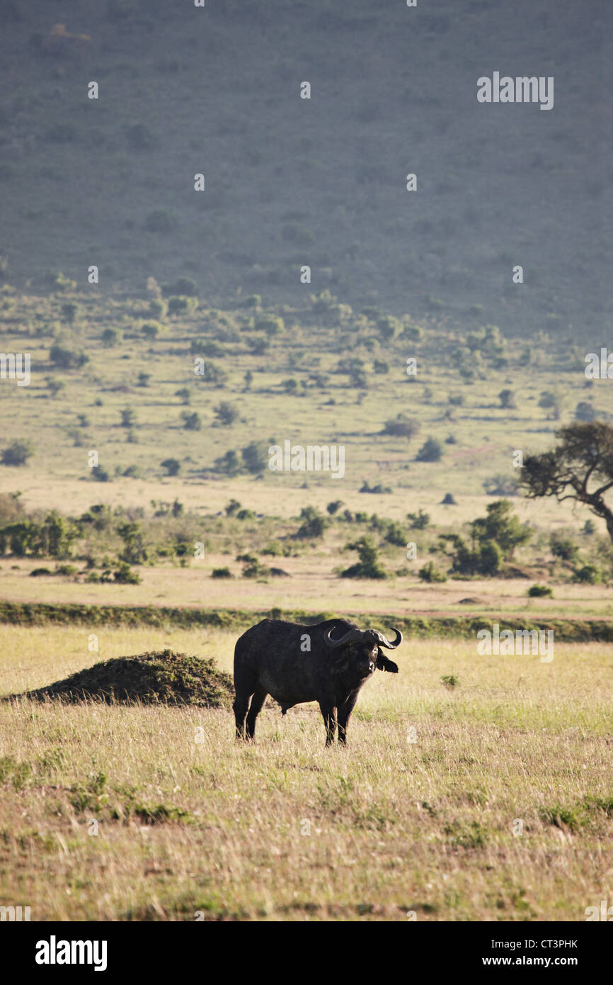 Buffalo grazing in field Banque D'Images