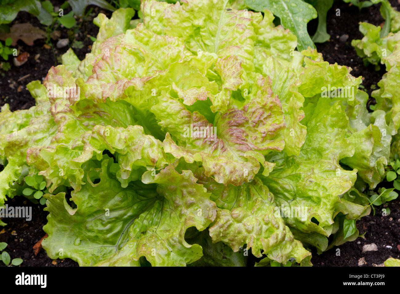 Un Grand Rapids lettuce plant Banque D'Images