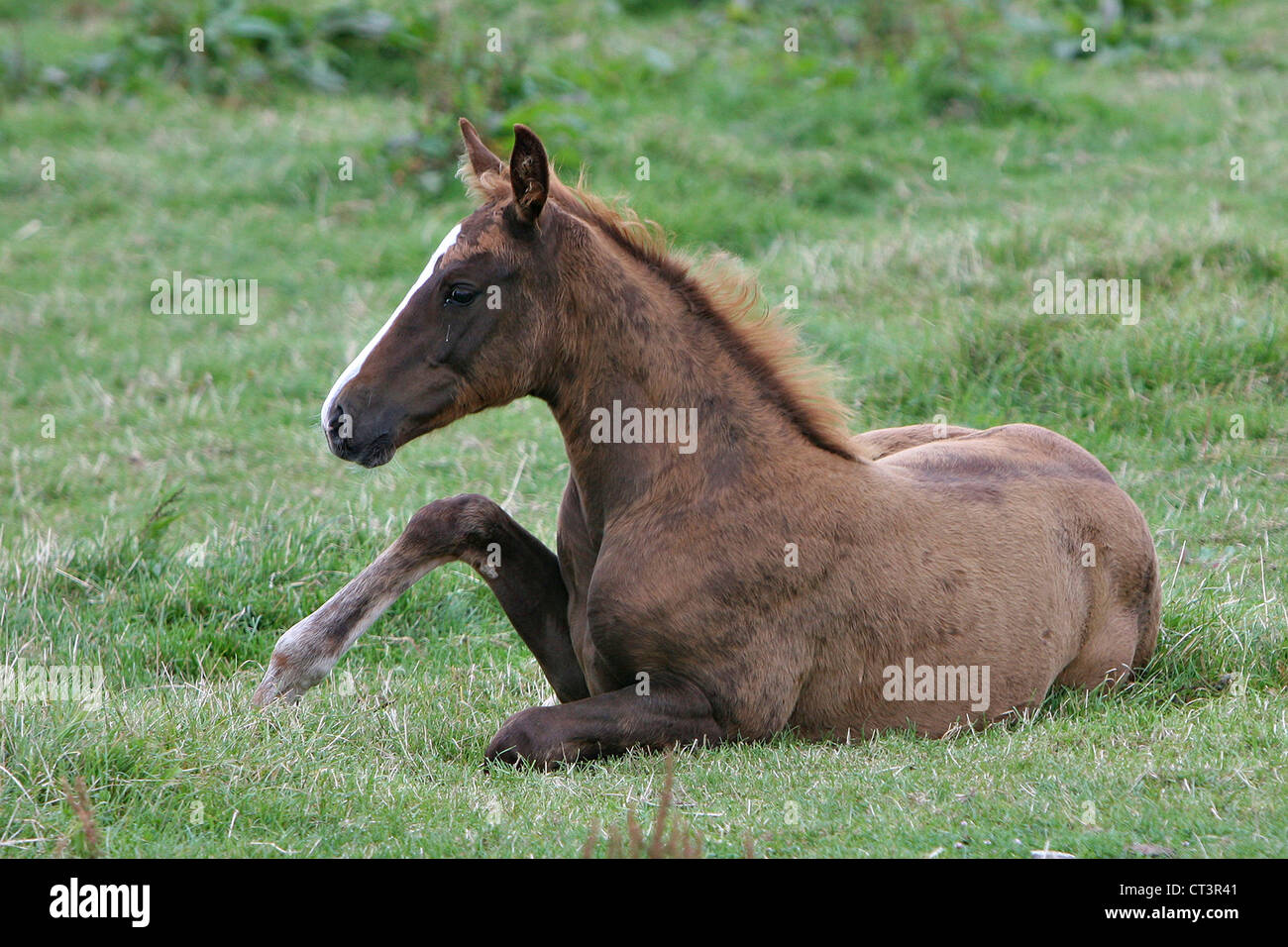 Cheval de selle français Banque D'Images