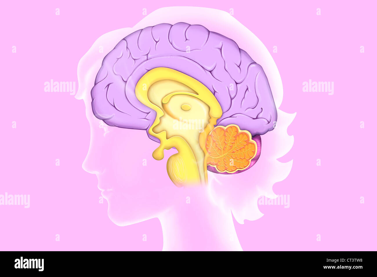 CERVEAU, DESSIN Banque D'Images