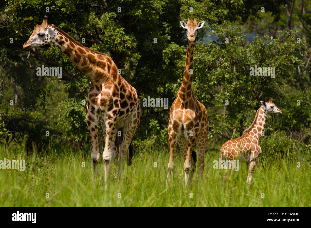 Trois Rothschild Girafe (Giraffa camelopardalis rothschildi), Murchison Falls National Park, de l'Ouganda Banque D'Images