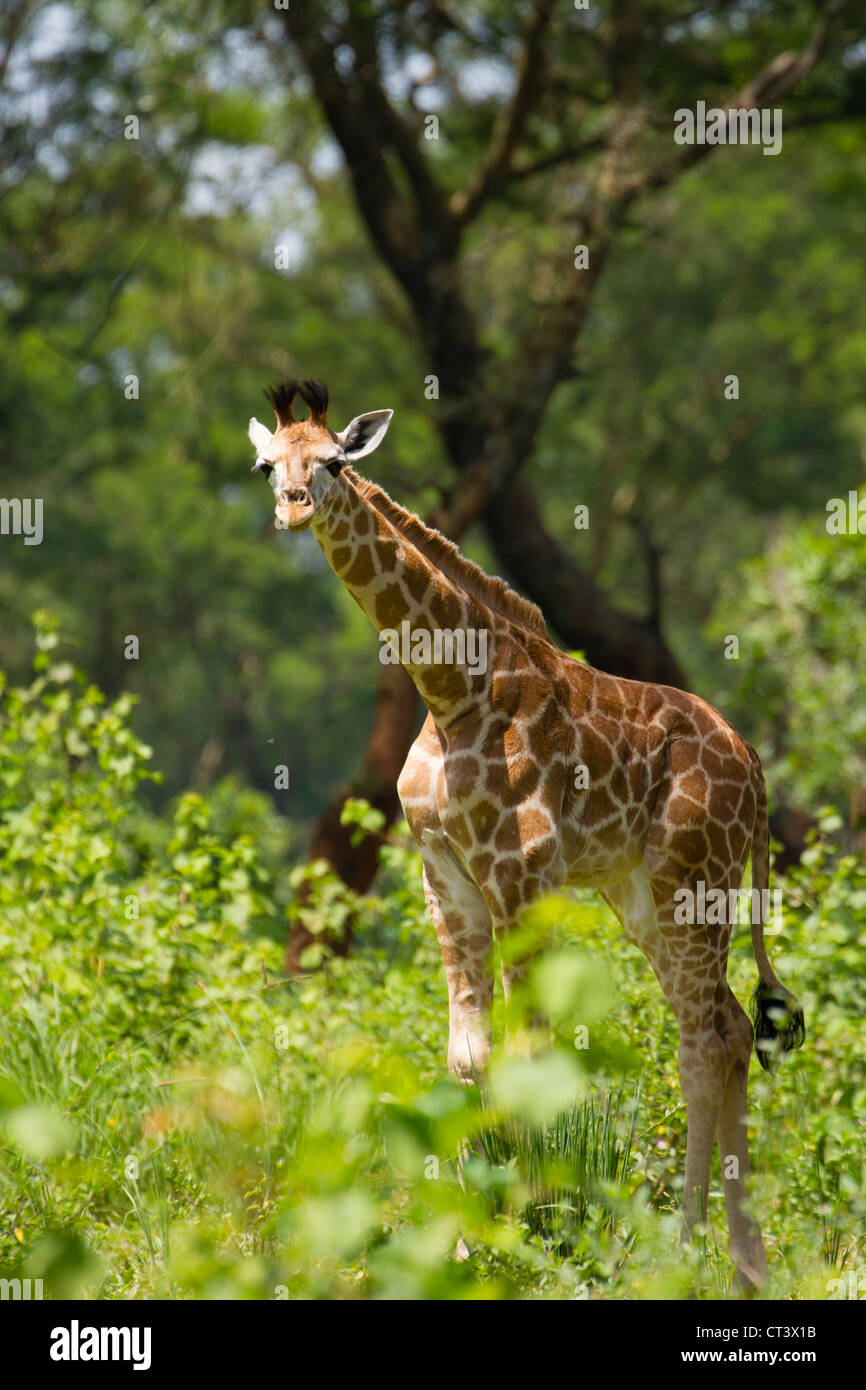 Rothschild Girafe (Giraffa camelopardalis rothschildi), Murchison Falls National Park, de l'Ouganda Banque D'Images