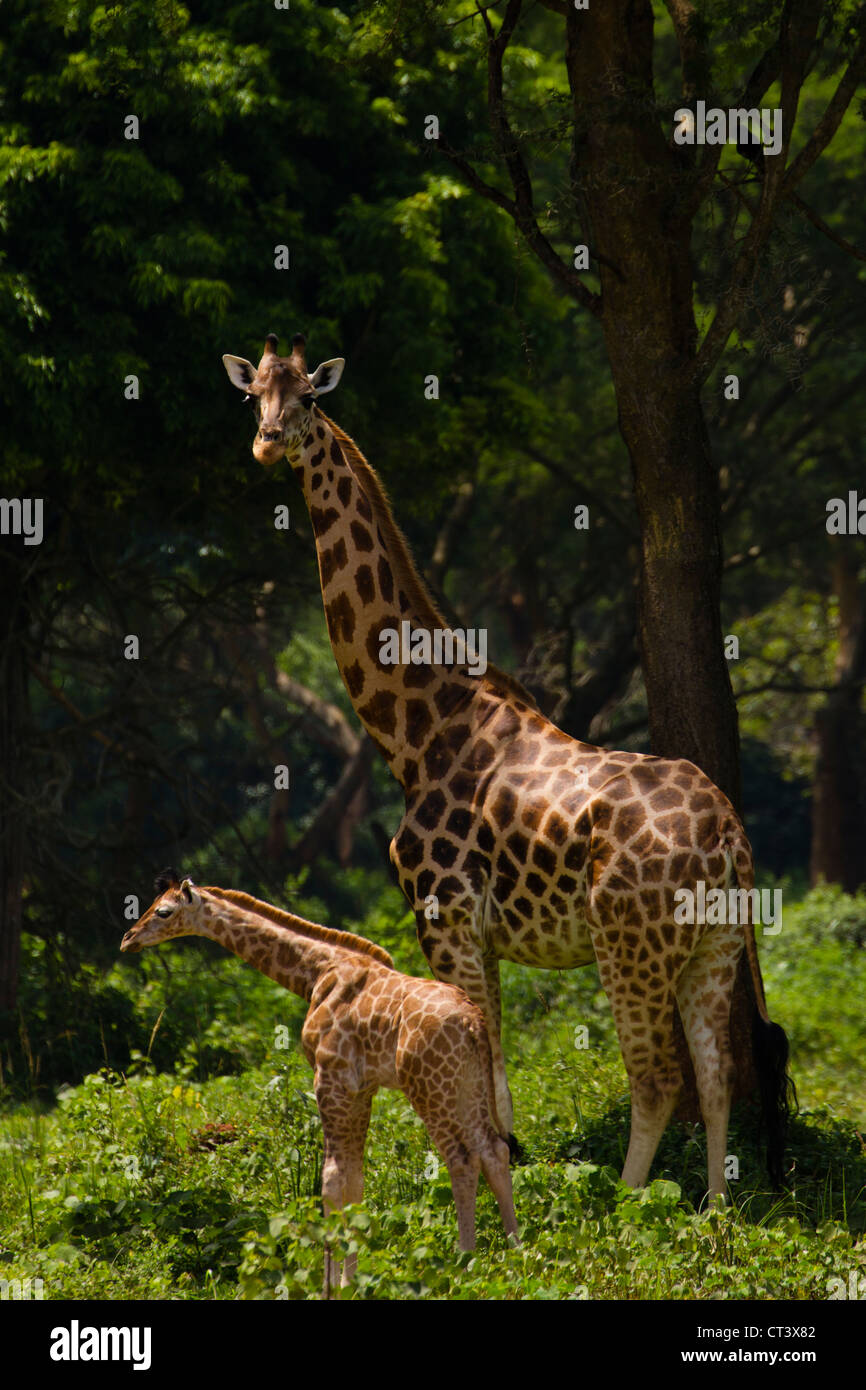 Rothschild Girafe (Giraffa camelopardalis rothschildi) avec les jeunes, Murchison Falls National Park, de l'Ouganda Banque D'Images