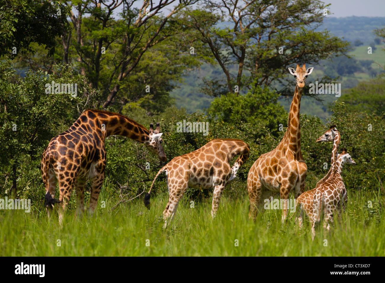 Rothschild Girafe (Giraffa camelopardalis rothschildi), Murchison Falls National Park, de l'Ouganda Banque D'Images