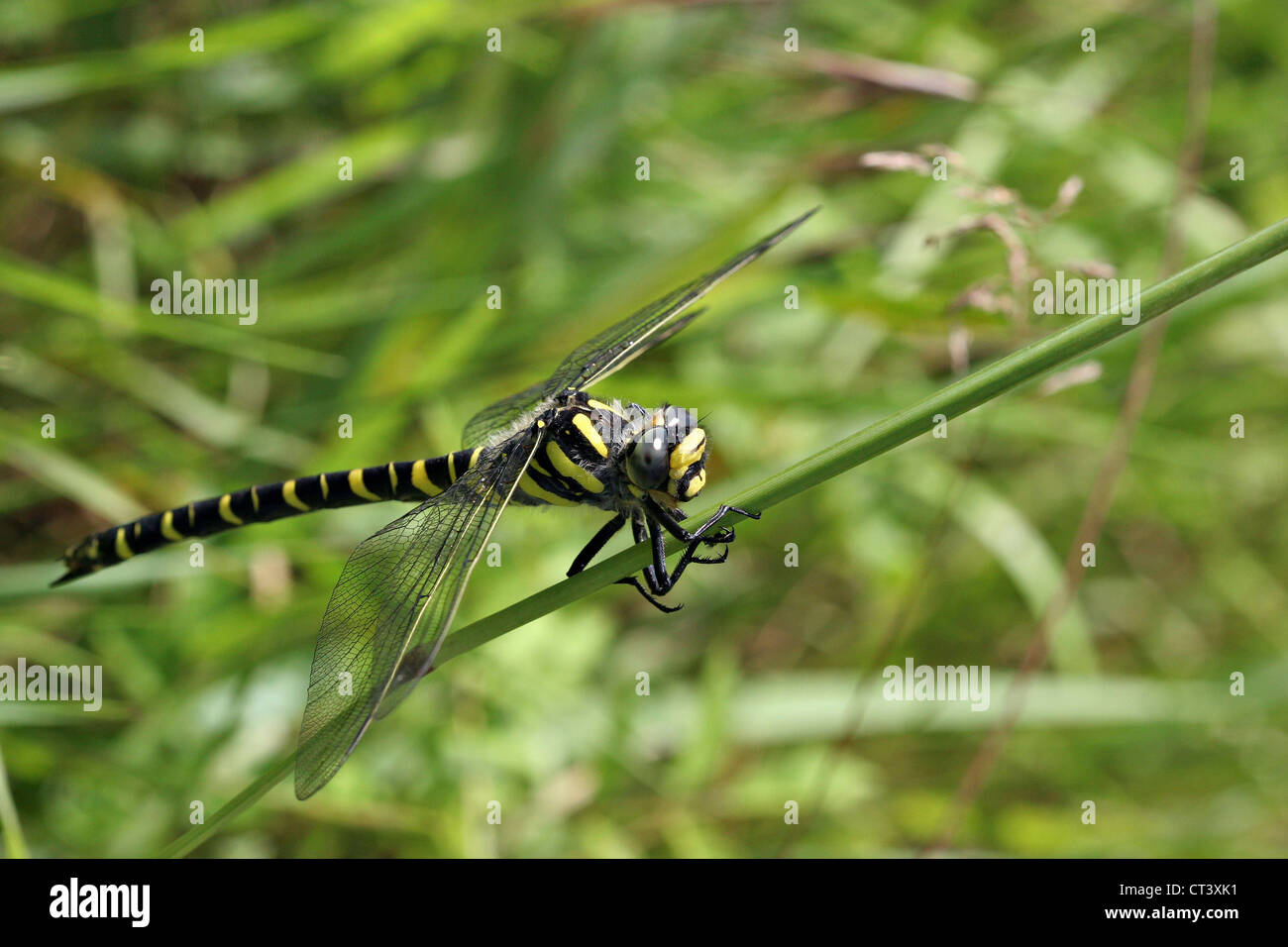 GOLDEN-RINGED DRAGONFLY Banque D'Images