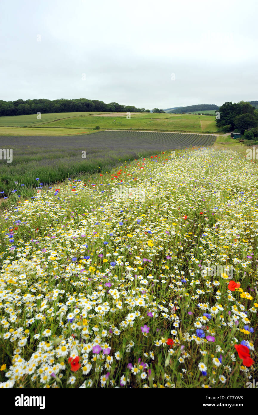Fleurs sauvages se développer à côté du champ de lavande à Lordington ferme près de Chichester, West Sussex UK Banque D'Images