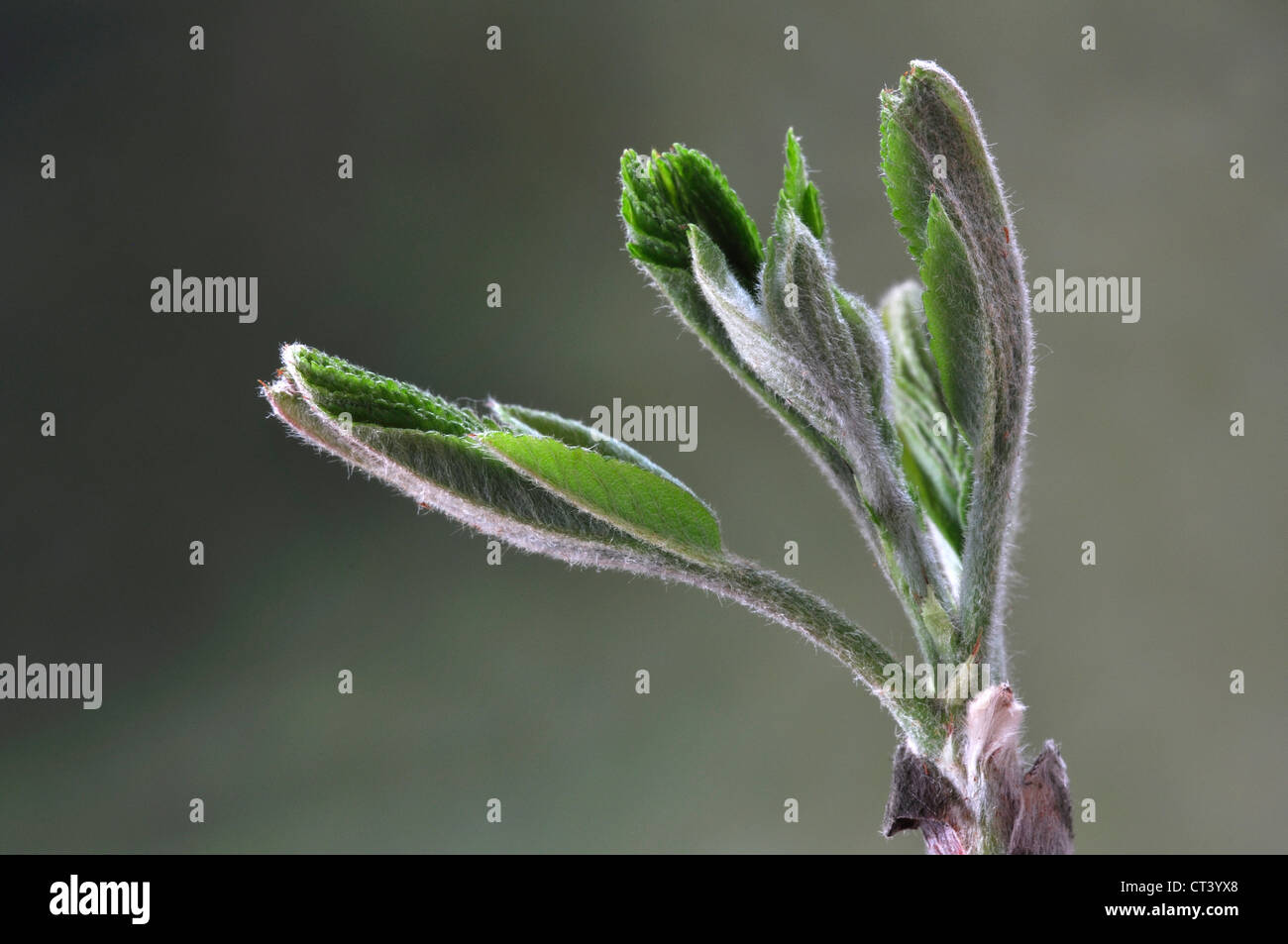 Le feuillage de l'ouverture de cornouiller au printemps UK Banque D'Images