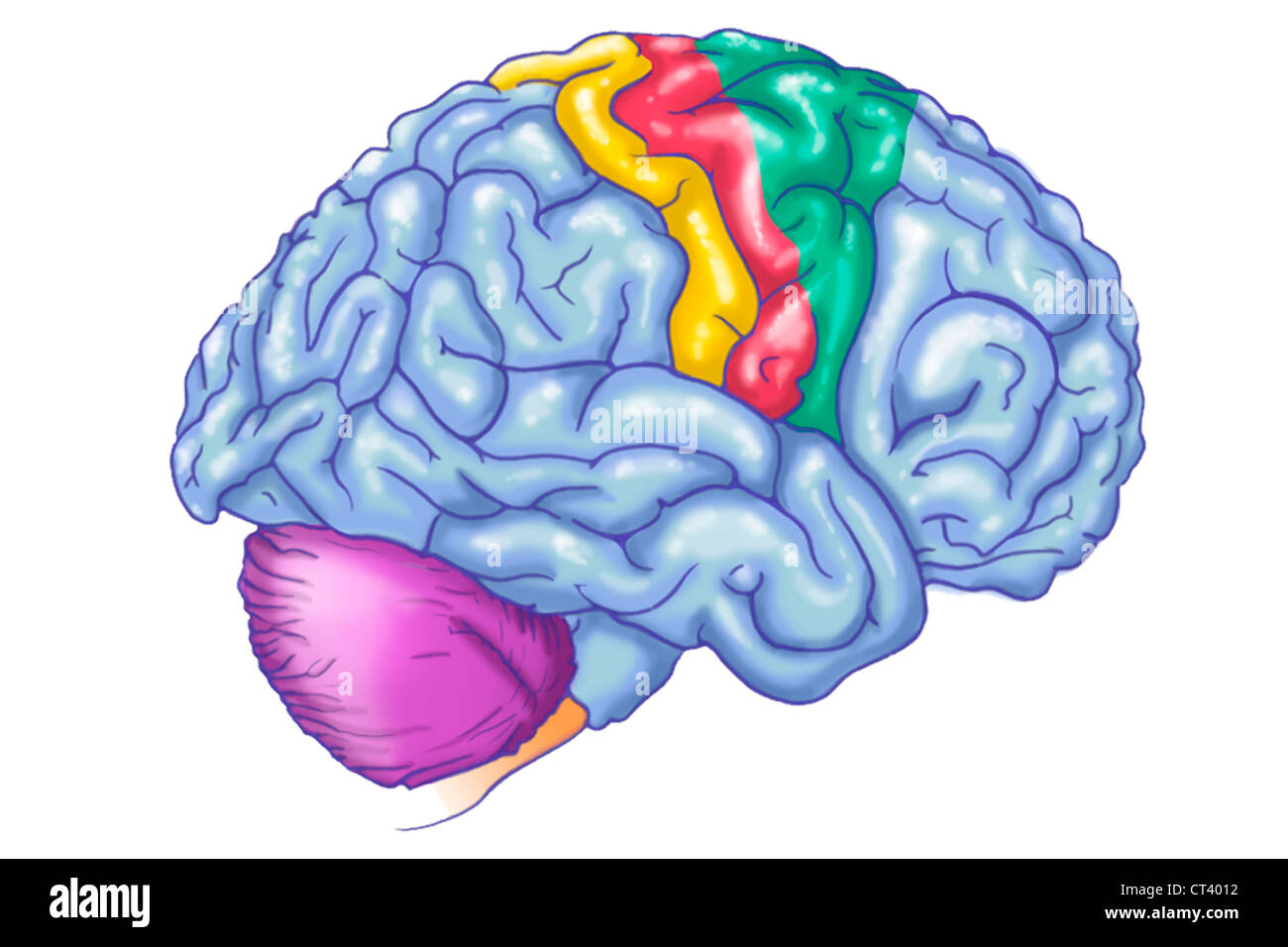 Cerveau Dessin Photo Stock Alamy