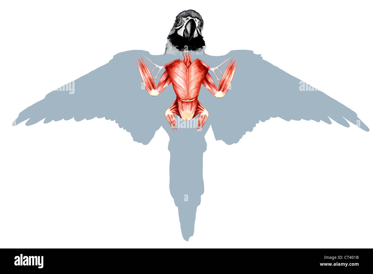 Anatomie PARROT, dessin Banque D'Images