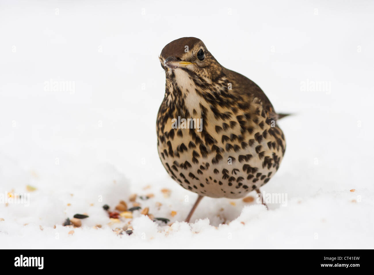 European song thrush en neige de l'hiver avec de la nourriture Banque D'Images